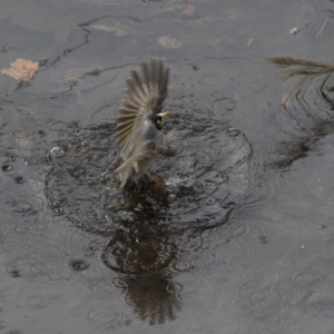 Manorina melanocephala at Lyneham, ACT - 15 Jul 2018