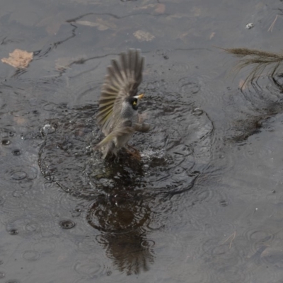 Manorina melanocephala (Noisy Miner) at City Renewal Authority Area - 15 Jul 2018 by Alison Milton