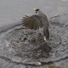 Manorina melanocephala at Lyneham, ACT - 15 Jul 2018