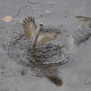 Manorina melanocephala at Lyneham, ACT - 15 Jul 2018