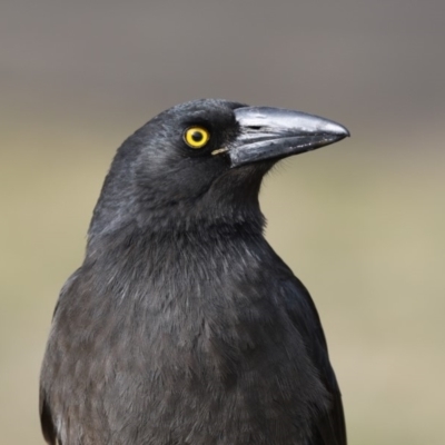 Strepera graculina (Pied Currawong) at City Renewal Authority Area - 15 Jul 2018 by Alison Milton