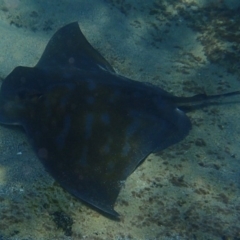 Myliobatis tenuicaudatus - 18 Jan 2017 by Winston