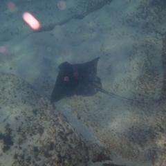 Myliobatis tenuicaudatus at undefined - 18 Jan 2017 10:21 AM