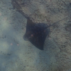 Myliobatis tenuicaudatus at undefined - 18 Jan 2017 10:21 AM