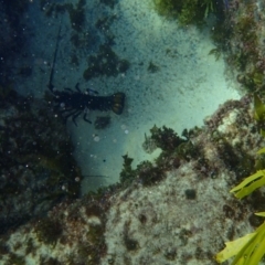 Sagmariasus verreauxi (Green Rock Lobster (Fao)) at Bawley Point, NSW - 18 Jan 2017 by Winston