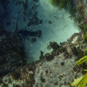 Sagmariasus verreauxi at Bawley Point, NSW - 18 Jan 2017 10:15 AM