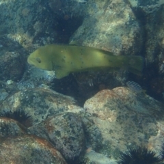 Achoerodus viridis (Eastern Blue Groper) at Undefined - 15 Jan 2017 by Winston