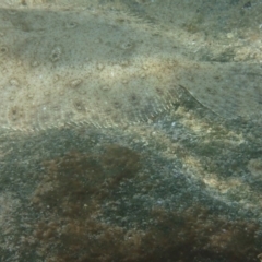 Pseudorhombus jenynsii (Smalltooth Flounder) at Undefined - 11 Jan 2017 by Winston