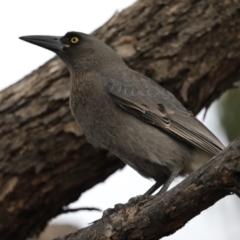 Strepera versicolor (Grey Currawong) at The Pinnacle - 6 Jun 2018 by Alison Milton