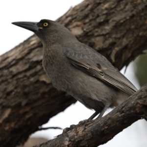 Strepera versicolor at The Pinnacle - 6 Jun 2018 04:48 PM