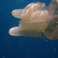 Catostylus mosaicus at undefined - 7 Jan 2017 10:03 AM