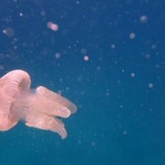 Catostylus mosaicus at undefined - 7 Jan 2017 10:03 AM