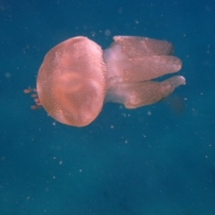 Catostylus mosaicus at undefined - 7 Jan 2017 10:03 AM