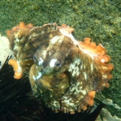Octopus tetricus (Gloomy Octopus) - 29 Jan 2016 by Winston