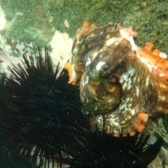 Octopus tetricus at undefined - 29 Jan 2016 04:57 PM