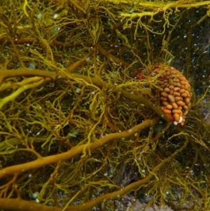 Phlyctenactis tuberculosa at undefined - 30 Jan 2016 10:27 AM