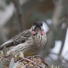 Anthochaera carunculata (Red Wattlebird) at Sullivans Creek, Lyneham South - 15 Jul 2018 by AlisonMilton