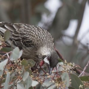 Anthochaera carunculata at Lyneham, ACT - 15 Jul 2018