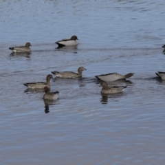 Chenonetta jubata (Australian Wood Duck) at Lyneham, ACT - 15 Jul 2018 by AlisonMilton