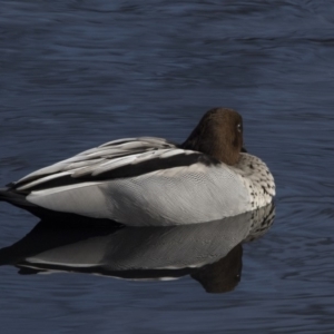 Chenonetta jubata at Lyneham, ACT - 15 Jul 2018 11:28 AM