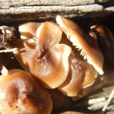 zz agaric (stem; gills white/cream) at Mount Ainslie - 15 Jul 2018 by MichaelMulvaney