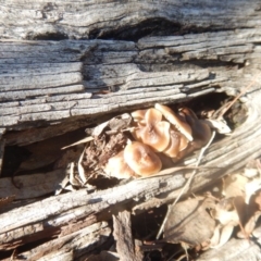 zz agaric (stem; gills white/cream) at Majura, ACT - 15 Jul 2018 12:42 PM