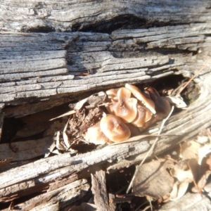 zz agaric (stem; gills white/cream) at Majura, ACT - 15 Jul 2018 12:42 PM