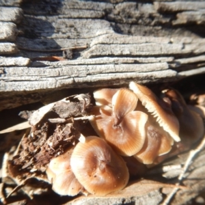 zz agaric (stem; gills white/cream) at Majura, ACT - 15 Jul 2018 12:42 PM