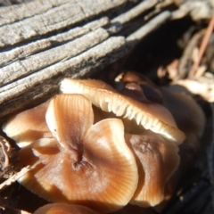 zz agaric (stem; gills white/cream) at Majura, ACT - 15 Jul 2018 12:42 PM