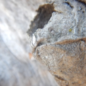 Opodiphthera (genus) at Majura, ACT - 15 Jul 2018