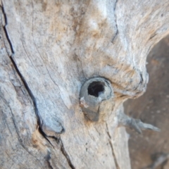 Opodiphthera (genus) at Majura, ACT - 15 Jul 2018