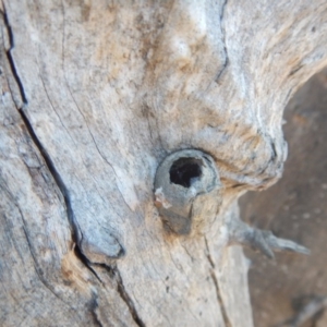 Opodiphthera (genus) at Majura, ACT - 15 Jul 2018