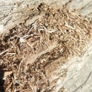 Papyrius sp (undescribed) at Pialligo, ACT - 15 Jul 2018 01:29 PM