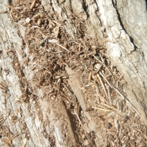 Papyrius sp (undescribed) at Pialligo, ACT - 15 Jul 2018 01:29 PM