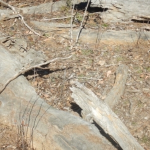 Papyrius sp (undescribed) at Majura, ACT - 15 Jul 2018