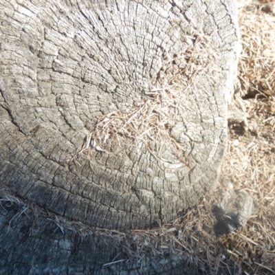 Papyrius nitidus (Shining Coconut Ant) at Majura, ACT - 15 Jul 2018 by MichaelMulvaney