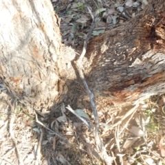 Papyrius nitidus at Majura, ACT - 15 Jul 2018