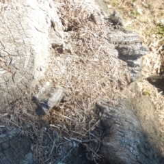 Papyrius nitidus at Majura, ACT - 15 Jul 2018