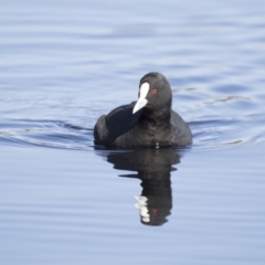 Fulica atra (Eurasian Coot) at Lyneham Wetland - 15 Jul 2018 by Alison Milton