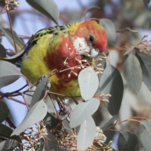 Platycercus eximius at Lyneham, ACT - 15 Jul 2018