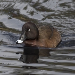 Aythya australis (Hardhead) at Lyneham, ACT - 15 Jul 2018 by AlisonMilton