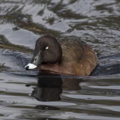 Aythya australis (Hardhead) at Sullivans Creek, Lyneham South - 15 Jul 2018 by AlisonMilton