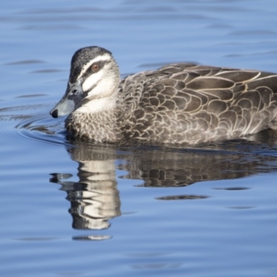 Anas superciliosa (Pacific Black Duck) at Lyneham Wetland - 15 Jul 2018 by AlisonMilton