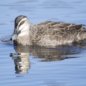 Anas superciliosa at Lyneham Wetland - 15 Jul 2018 11:49 AM