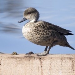 Anas gracilis (Grey Teal) at Lyneham Wetland - 15 Jul 2018 by AlisonMilton