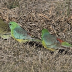 Psephotus haematonotus (Red-rumped Parrot) at Dunlop, ACT - 13 Jul 2018 by Alison Milton