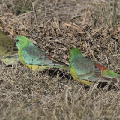 Psephotus haematonotus (Red-rumped Parrot) at Dunlop, ACT - 13 Jul 2018 by Alison Milton