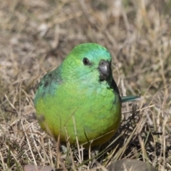 Psephotus haematonotus at Dunlop, ACT - 13 Jul 2018 02:54 PM