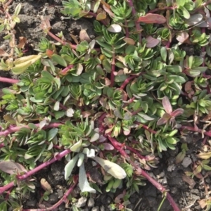 Portulaca oleracea at Michelago, NSW - 30 May 2017 02:33 PM