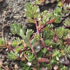 Portulaca oleracea at Michelago, NSW - 30 May 2017 02:33 PM